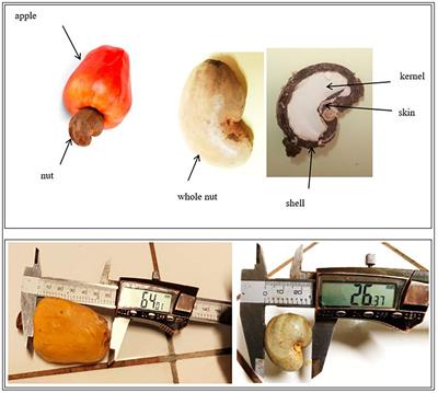 Correlating the morphology of <mark class="highlighted">Anacardium</mark> occidentale L. fruits from 30 orchards with their physicochemical and nutritional properties